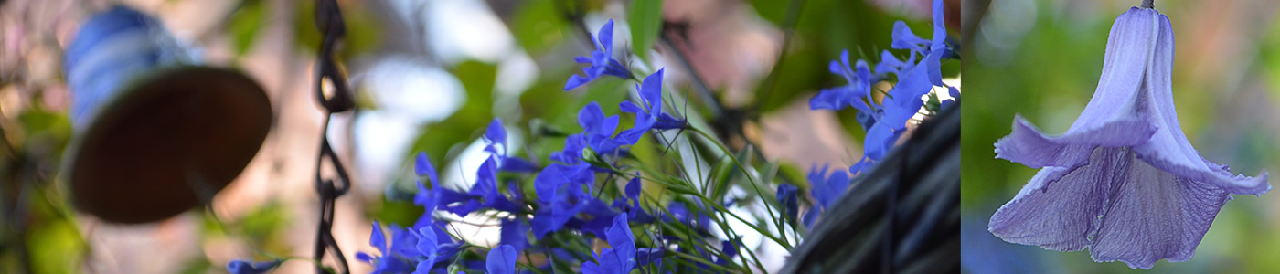 Blue Violet photograph